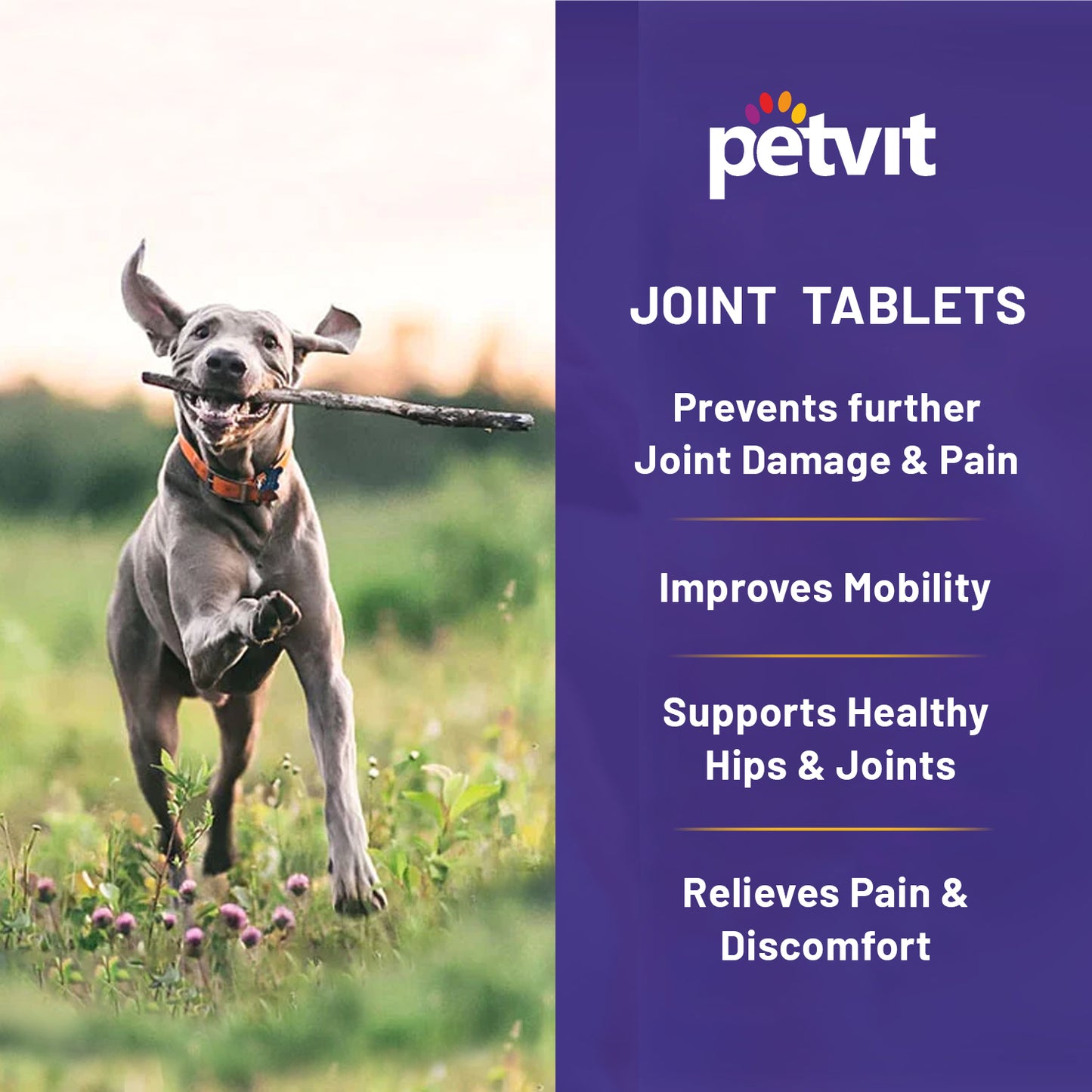 Petvit Joint-Cartilage Supplement for Dogs & Cats | Glucosamine, Chondroitin, MSM, Collagen & Hyaluronic Acid | Calcium Tablet | 60 Chewable Tablets