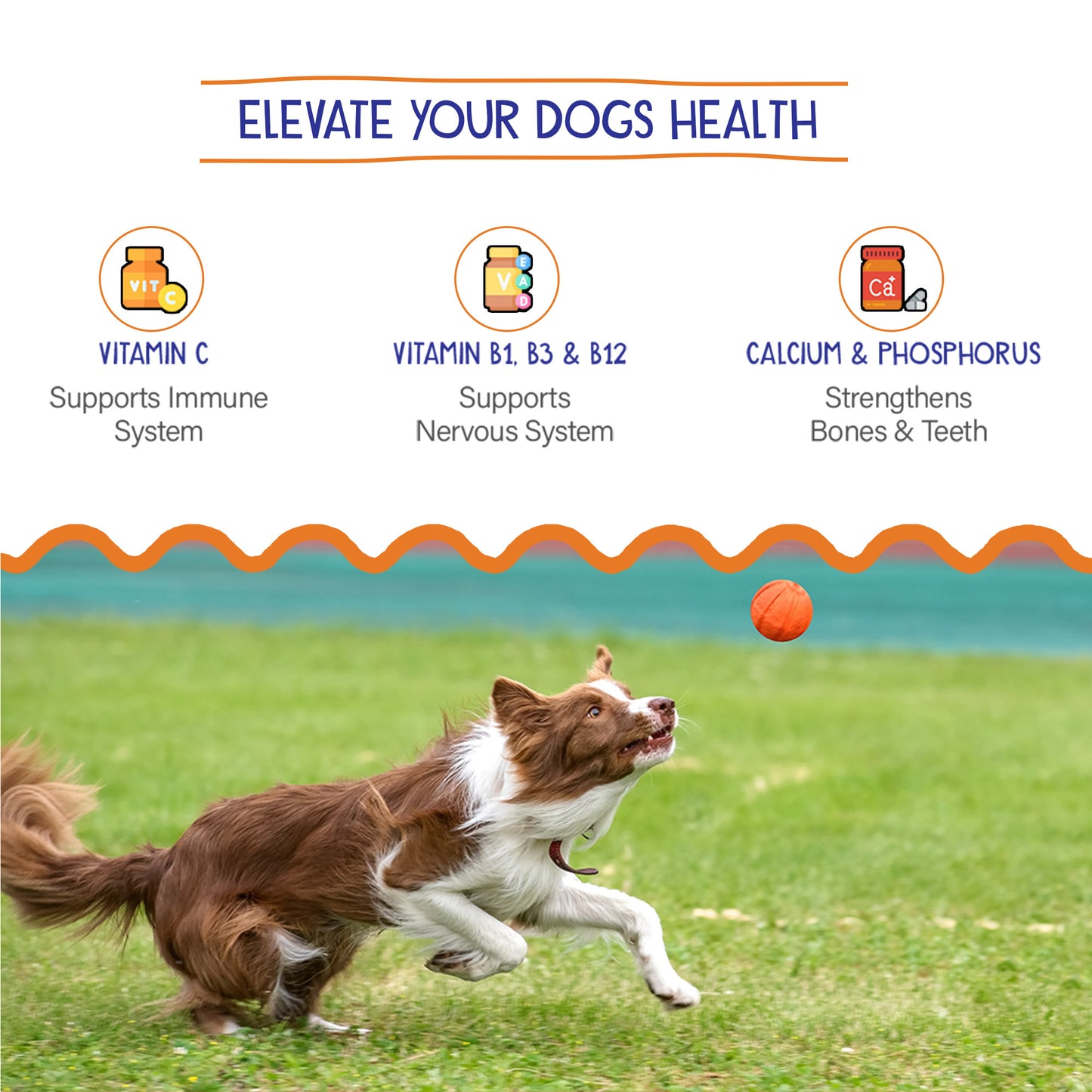 Petvit Pets Joint Support - Ensuring Healthy Joints for Cats